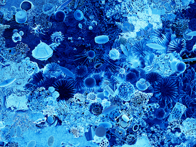 Fragment de l'obra (Anna Rierola).